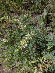 Lupinus angustiflorus