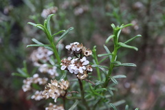 Ixodia achillaeoides