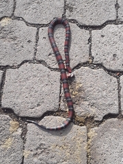 Lampropeltis abnorma