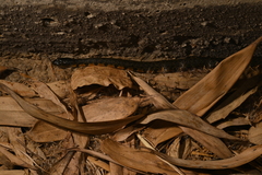 Trimerodytes annularis