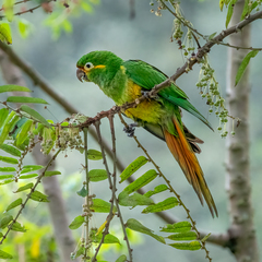 Leptosittaca branickii