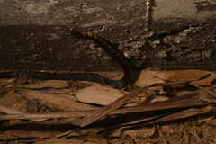 Trimerodytes annularis