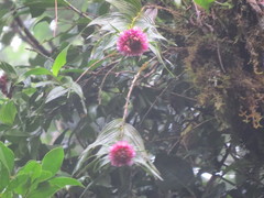 Elleanthus capitatus