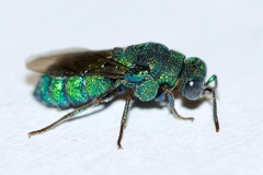 Parnopes