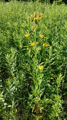Hypericum ascyron pyramidatum
