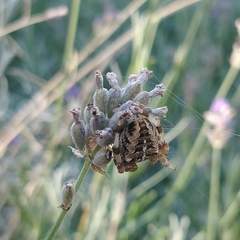 Araneus diadematus