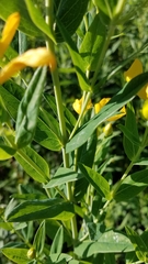 Hypericum ascyron pyramidatum