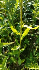 Hypericum ascyron pyramidatum