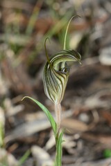 Pterostylis dolichochila