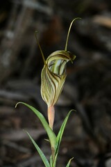 Pterostylis dolichochila