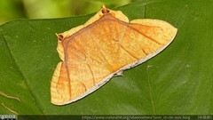 Thinopteryx crocoptera