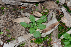 Pterostylis dolichochila