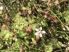Micranthes bryophora