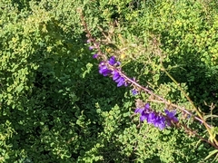 Campanula rapunculoides