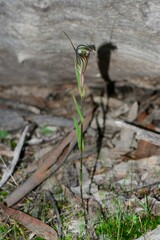 Pterostylis dolichochila