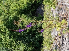 Campanula rapunculoides