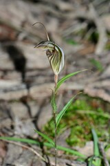 Pterostylis dolichochila