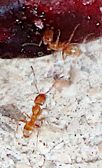 Dorymyrmex flavus