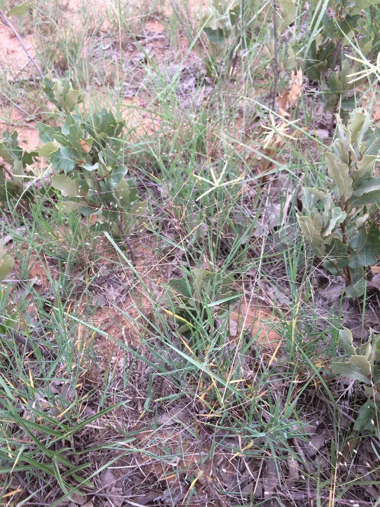 Carolina crabgrass