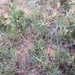 Carolina Crabgrass - Photo (c) Nathan Taylor, some rights reserved (CC BY-NC), uploaded by Nathan Taylor