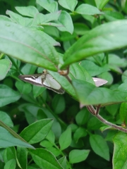 Cydalima perspectalis