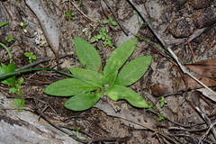 Pterostylis aciculiformis