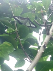 Cydalima perspectalis