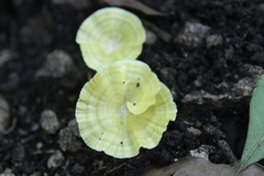 Cotylidia aurantiaca