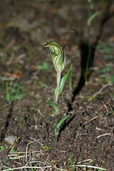 Pterostylis dolichochila