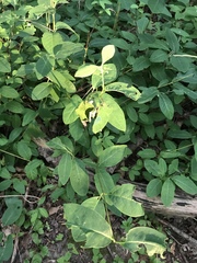 Lonicera dioica