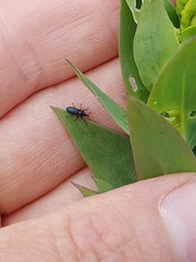 Mecinus janthiniformis