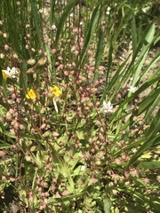 Micranthes bryophora