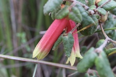 Correa reflexa reflexa