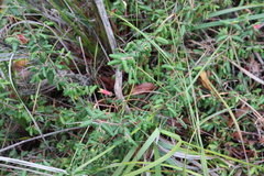 Correa reflexa reflexa