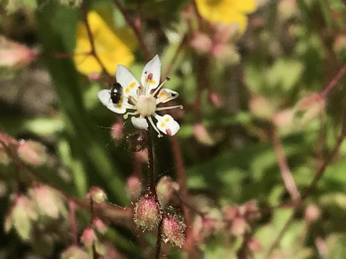 Image of Bud Saxifrage (Micranthes bryophora) by no rights reserved