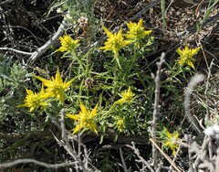 Castilleja flava