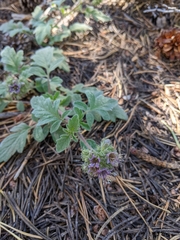 Phacelia hydrophylloides