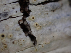 Pertusaria leioplaca