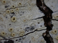 Pertusaria leioplaca