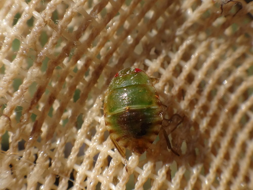 Pelocoris femoratus photo 2