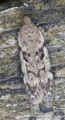 Chionodes thoraceochrella