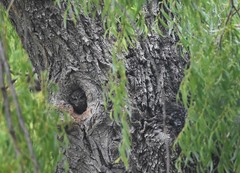 Megascops trichopsis