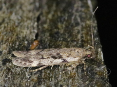 Chionodes thoraceochrella