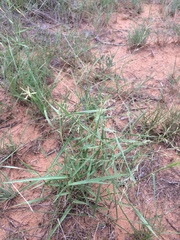 Eragrostis intermedia