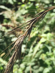 Elymus californicus