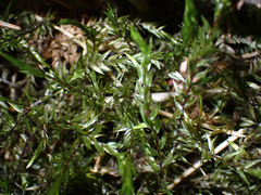 Fontinalis neomexicana