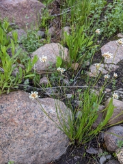 Juncus chlorocephalus