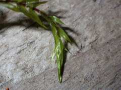 Fontinalis neomexicana