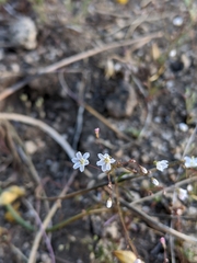 Eriogonum spergulinum