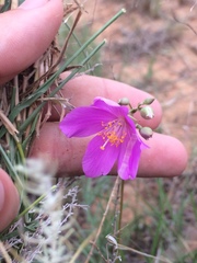 Phemeranthus calycinus